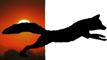 foxfire